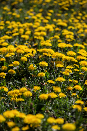 A lot of dandelions on a sunny day. Yellow flowersの写真素材