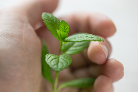 Hand holds a mint sproutの写真素材