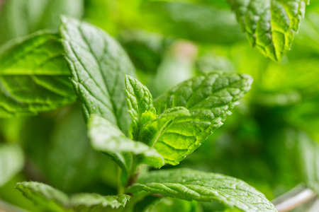 Fresh green mint