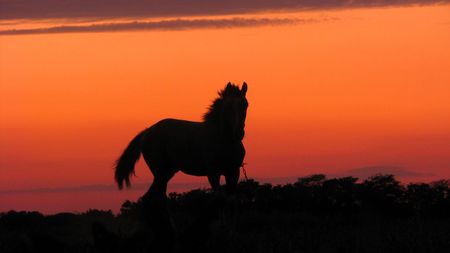 Sun horseの写真素材