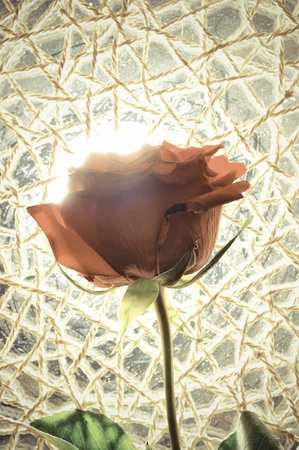 Red rose against sunlight. の写真素材