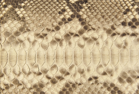 Portrait of snake skin.  Up close.