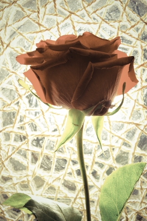 Red rose against sunlight. の写真素材