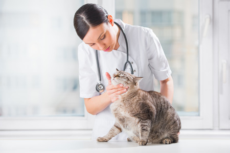 Veterinarian examining teeth of a cat while doing checkup at clinicの写真素材