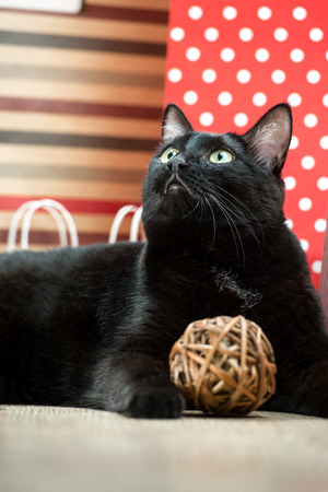 Portrait of a black cat pet lying near the red shopping paper bagsの写真素材