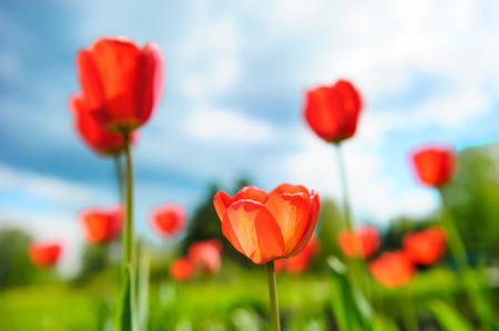 Beautiful tulips against dramatic skyの写真素材