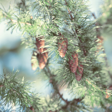 Young larch cone, larch tree. Retro style photo