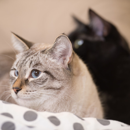 Two cute domestic short hair cats snuggle with one another while lying on a bedの写真素材