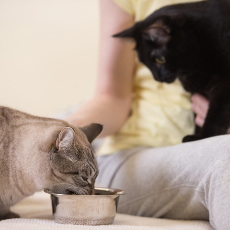 Unrecognizable woman feeding her two cats at homeの写真素材