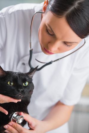 Veterinarian doctor making a checkup of a cute beautiful catの写真素材