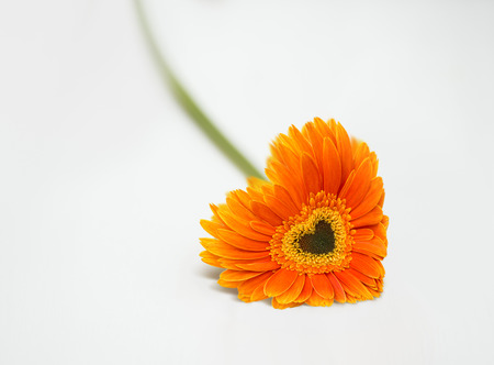 Heart from orange daisy-gerbera on white tableの写真素材