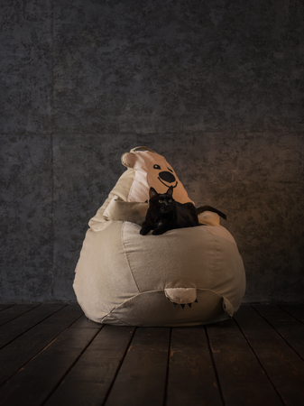 Cat and Beanbag at home or officeの写真素材