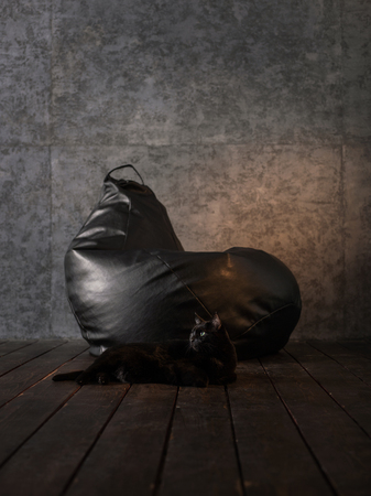 Cat and Beanbag at home or officeの写真素材