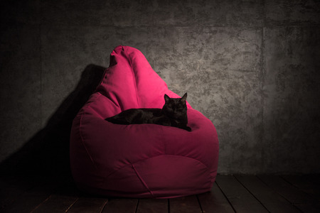 Cat and Beanbag at home or officeの写真素材