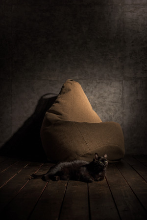 Cat and Beanbag at home or officeの写真素材