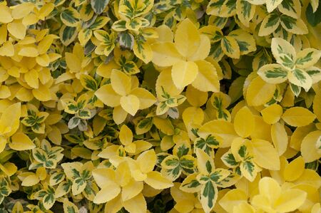 Light green spring young leavesの写真素材