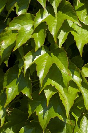 Young green leaves texture wallの写真素材