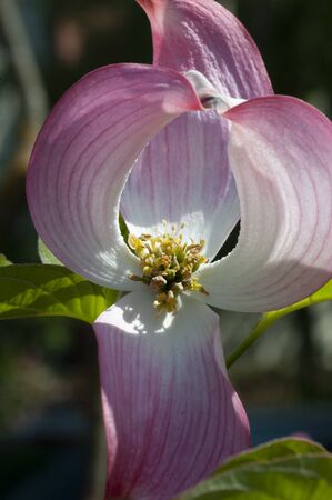 pink flower in the morning backlightの写真素材