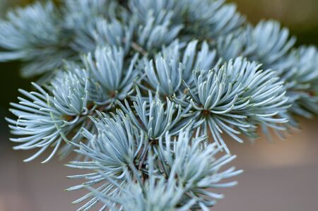 Young pine needles in spring timeの写真素材