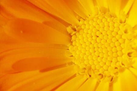 yellow daisy close up view in sunlightの写真素材