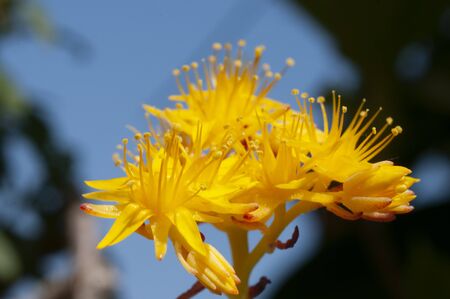 yellow rockets in the blue skyの写真素材