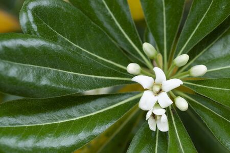 green leaves and white micro flowersの写真素材
