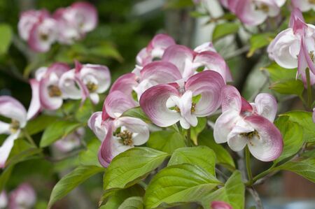 pink and white flowers in the garden treeの写真素材