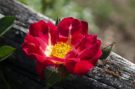 red dahlia flower in wild gardenの写真素材