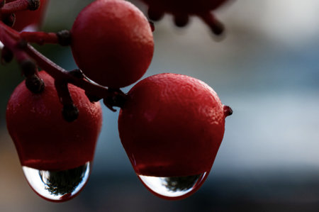 Heavenly bamboo berries early in the morning with raindropsの写真素材