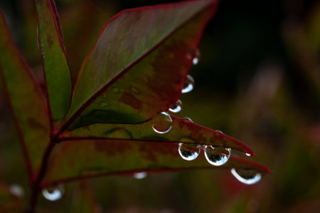 raindrops in fall leaf early in the morningの写真素材