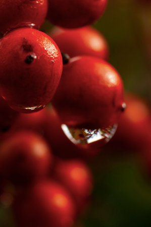 Heavenly bamboo berries close up view in winter rainy morningの写真素材