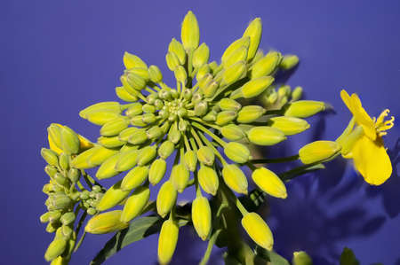 A closeup shot of the flowers of a rape plant on a blue background