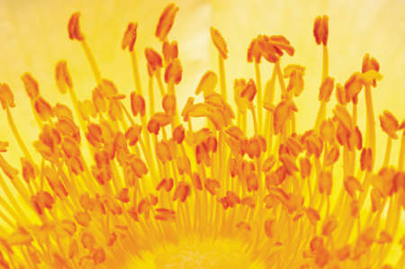 Extreme macro view of flower pistils in early summer morningの写真素材