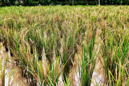 Paddy Rice Plant Landscape Already Harvestedの写真素材