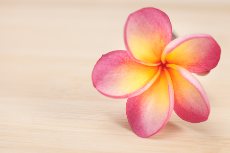 The beautiful Plumeria flowers on wooden background.の写真素材