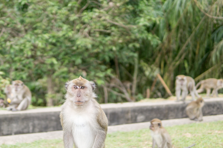monkey over blurry backgroundの写真素材