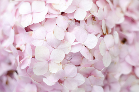 pink flower closeup with selective focusの写真素材