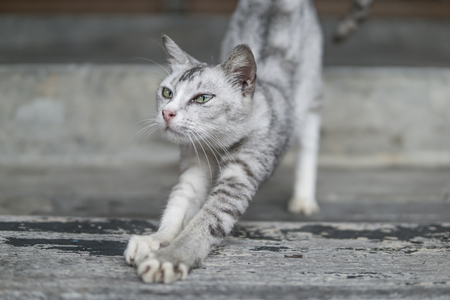 grey street cat cat woke up from sleepingの写真素材