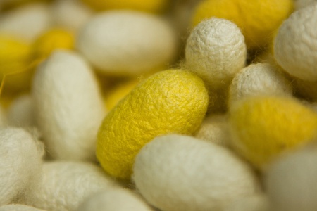 silkworm cocoon macro detail many silk worm yellow