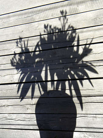 shadow flowersの写真素材