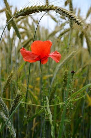 red poppyの写真素材