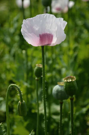 white poppyの写真素材