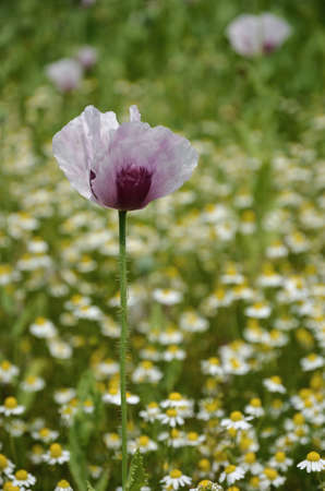 white poppyの写真素材