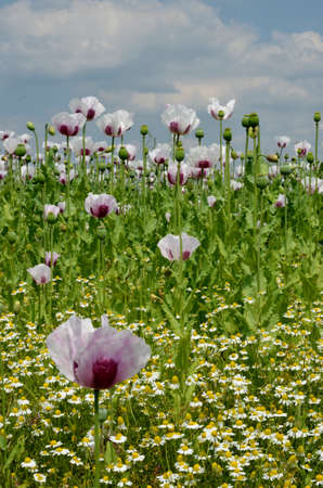 White poppiesの写真素材