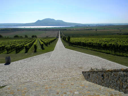 vineyardの写真素材