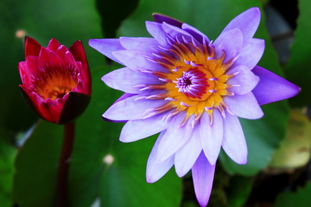 Blooming violet and Young red lotusの写真素材