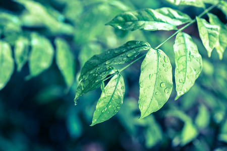 tree leaves with water drops