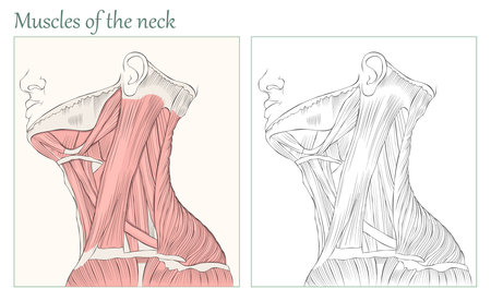Muscles of the neck. Human neck anatomy flat vector illustration.のイラスト素材