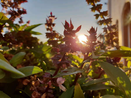 A sprouting plant at outdoorの素材