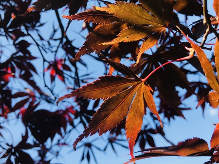 close-up shot of beautiful red maple leaves and nice blue sky on background, greetings for christmas holidayの写真素材
